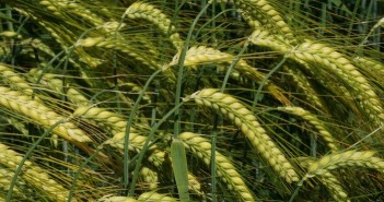 New winter barley varieties offer yield and grain quality Valerie winter barley
