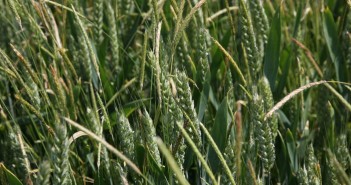 The Do’s and Don’ts of applying Avadex Granules Black-grass