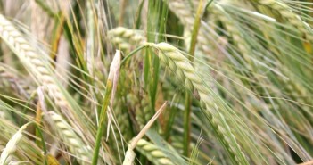 Plant breeder Limagrain expands UK commercial team LG Mountain winter barley