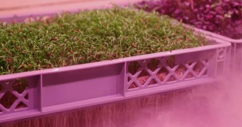Scientists outline potential of soil-free farming which could see crops grown in the desert LettUs Grow aeroponic herbs