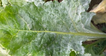Disease succeeds virus in sugar beet crops Powdery mildew on sugar beet leaf at Shelford July 2020 (© Bayer Crop Science)