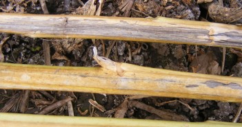 Move to a Verticillium tolerant variety Verticillium stripe symptoms