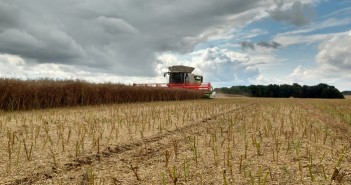 OSR surprises on Lincolnshire Wolds Harvesting OSR at Worlaby Farms Lincs