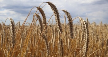Surge in interest in growing hybrid rye for grain set to continue Rye