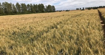 Independent trials recognise best performing and most consistent bio-stimulants AminoA trials1