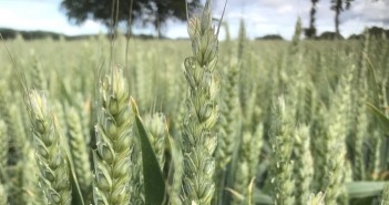 Consistent yields, competitiveness against grass weeds and excellent marketability make Elicit a soild variety choice for Autumn drilling Elsoms Elicit - Grp 3 Wheat