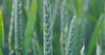 Autumn 2020 seed treatment decisions for Scottish growers Winter wheat