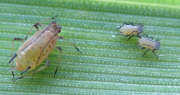 Day degrees point to BYDV triggers Grain Aphid on cereal leaf