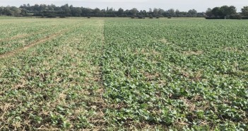 Starter fertiliser could give OSR a reprieve Primary P