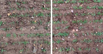 Winter barley yield bonus from root-boosting seed treatment seen in trials Improved establishment of conventional winter barley from Vibrance Duo-based seed treatment (right) versus standard seed treatment (left)