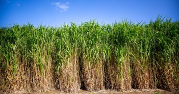 Miscanthus: Long-term secure returns and reduced risk Terravesta Athena Miscanthus