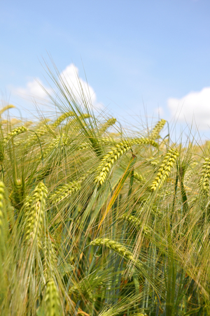 Trials harvested in 2020 have confirmed yield improvements in winter barley from using a Vibrance Duo-based seed treatment, says Dr Jonathan Ronksley of Syngenta