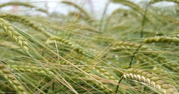 Full brewing and malt distilling approval for LG Diablo LG Diablo gains full approval for malting and brewing