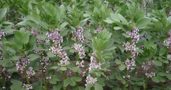 New Senova pulse varieties set to join pgro descriptive lists thumbnail_DB9F46331391400FA0B142D20112BCB3