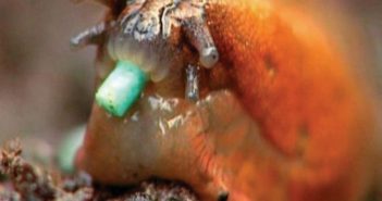 Farm trials support efficacy of ferric phosphate