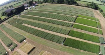 Shorter RL still includes new standout varieties