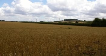 Idaho researcher and Chinese team report breeding advance