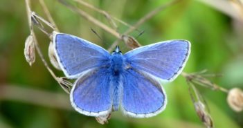 Year of strong grass growth was bad for bees and butterflies