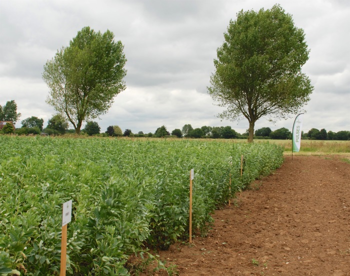 PGRO urges growers to fulfil yield potential through Pea and Bean YEN programmes