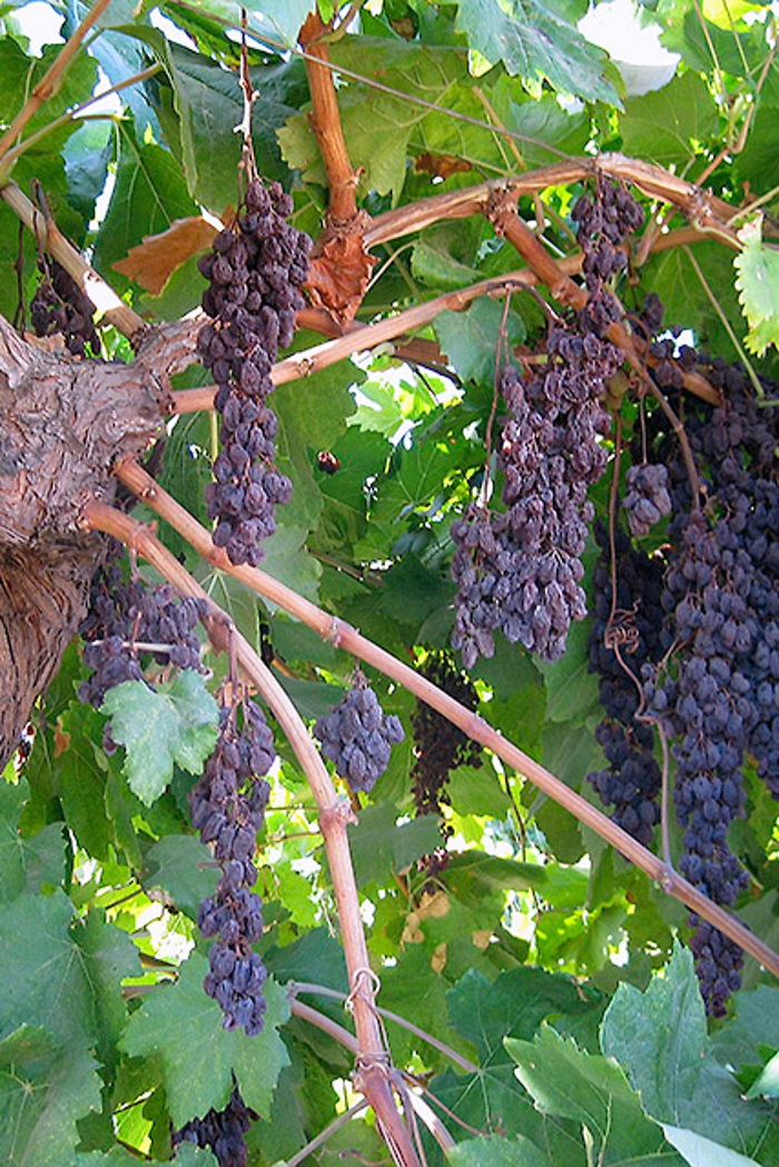 New, easytoharvest raisin grape reduces production cost News from AA Farmer