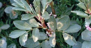 PGRO advises pulse growers on common diseases to watch out for
