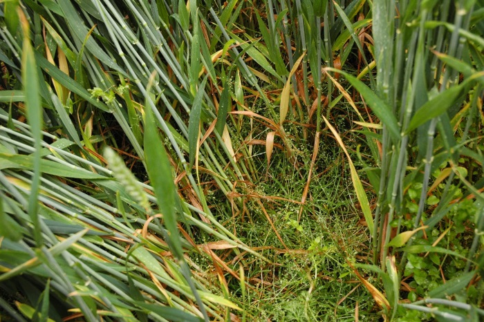 Take Control Of Your Annual Meadow Grass News From Aa Farmer