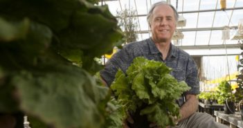 New lettuce genome assembly offers clues to success of huge plant family