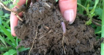 Soil survey shows regen ag sustains soil fungi