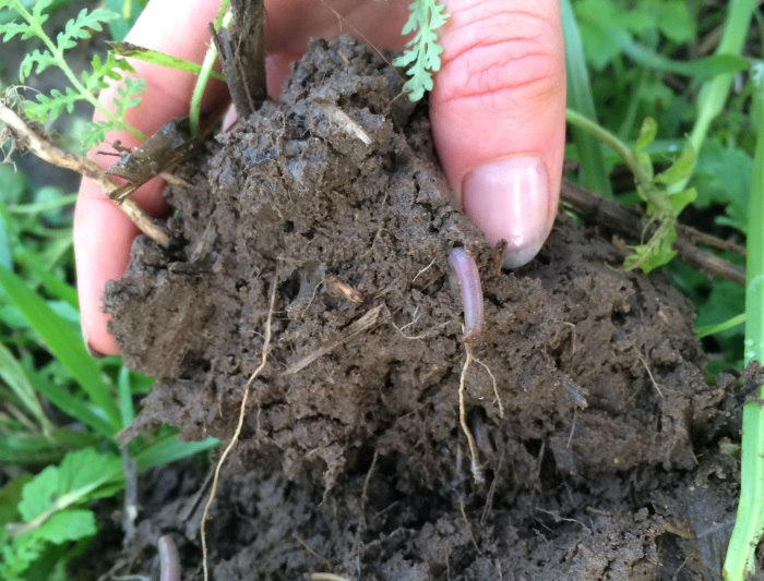 Soil survey shows regen ag sustains soil fungi