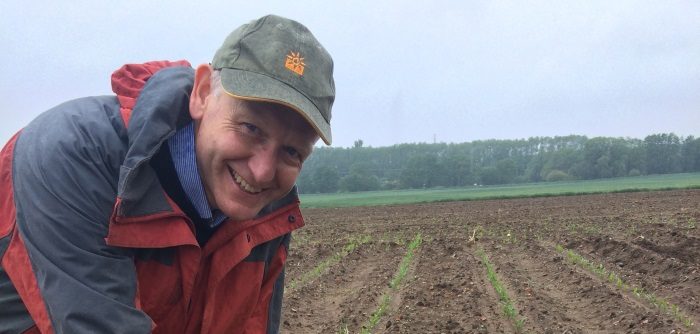 Oilseed rape revival?