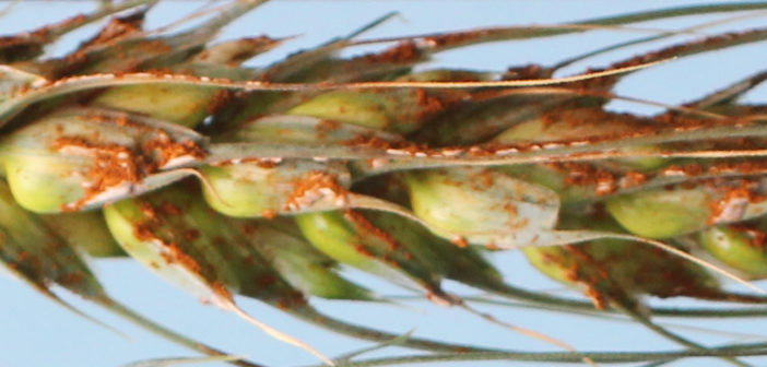 Wheat disease breakthrough to help feed the world | News from AA Farmer