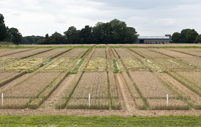 Gene edited wheat field trial delivers