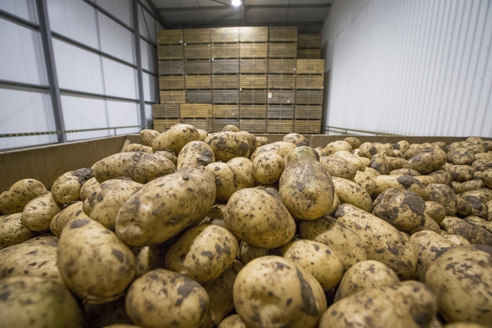 UPL invites potato growers to try an in-store sprout control product for free