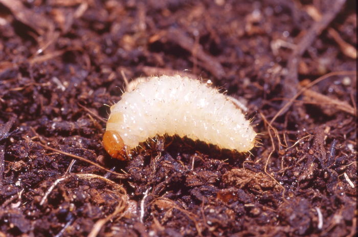 Vine Weevil Treatment & Control for Vine Weevil Larvae & Grubs