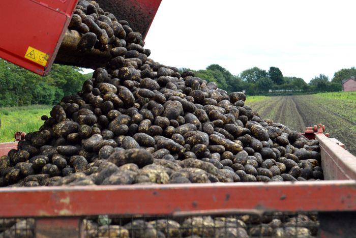 Perfecting Potatoes Together, a new podcast for agronomists and growers