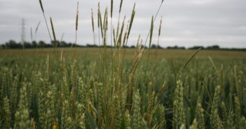 2018 – what went wrong with black-grass control?
