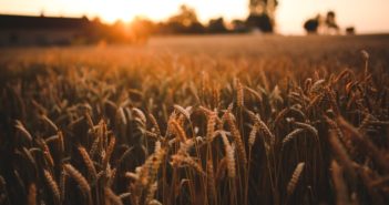 Additive value of new biostimulant shown in latest trial results
