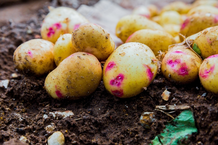 High disease pressure for cereals and potatoes across the UK