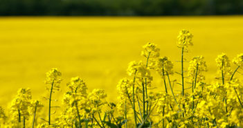 UK land-base carbon credits could equate to £1.7 billion says new report