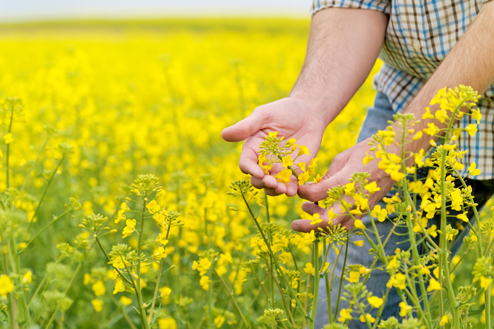 Possible rapeseed support with Brazilian climate volatility