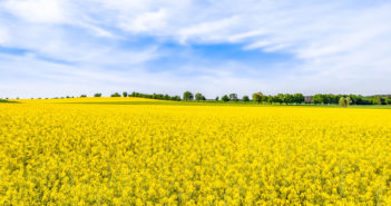 Plenty of positives for OSR despite challenging start