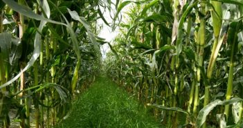 Under-sowing maize has soil health benefits