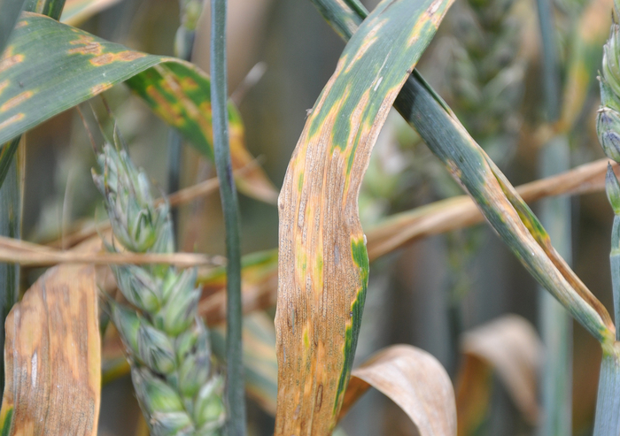 Septoria resilience shows in challenging season