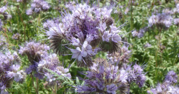 Cover crops offer opportunity to repair damaged soils