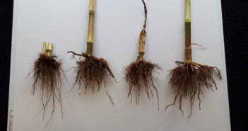 Minimise maize lodging risk at planting