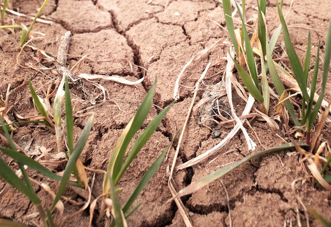 Drought-hit field
