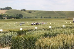 Examining wheat varieties at AgriiFocus 3