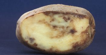 Percos has tuber blight on its label