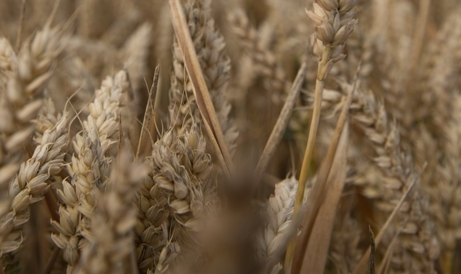 Profit taking helps push grain prices lower