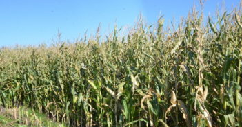 Maize manager app optimises decision making